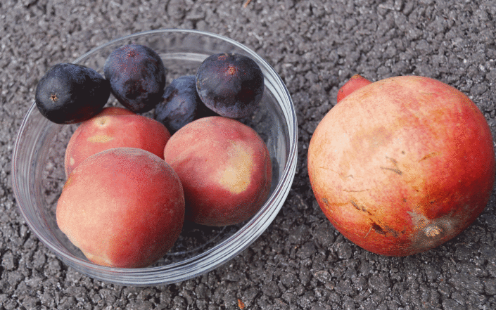 Fruits