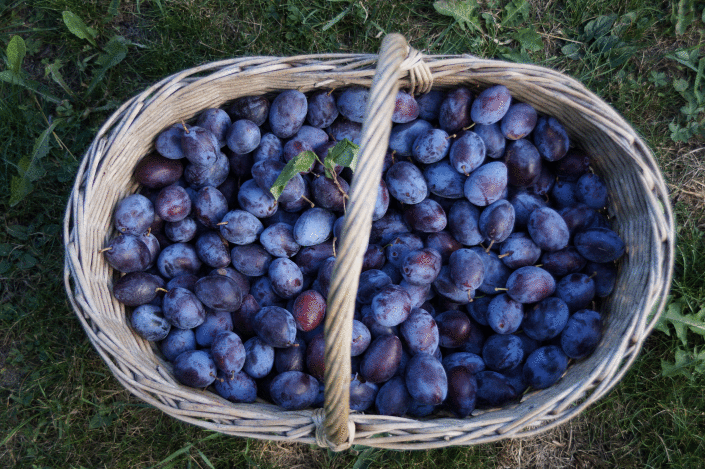 Panier_Prunes