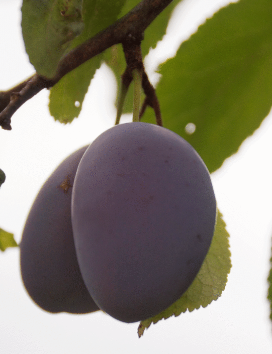 Prunes