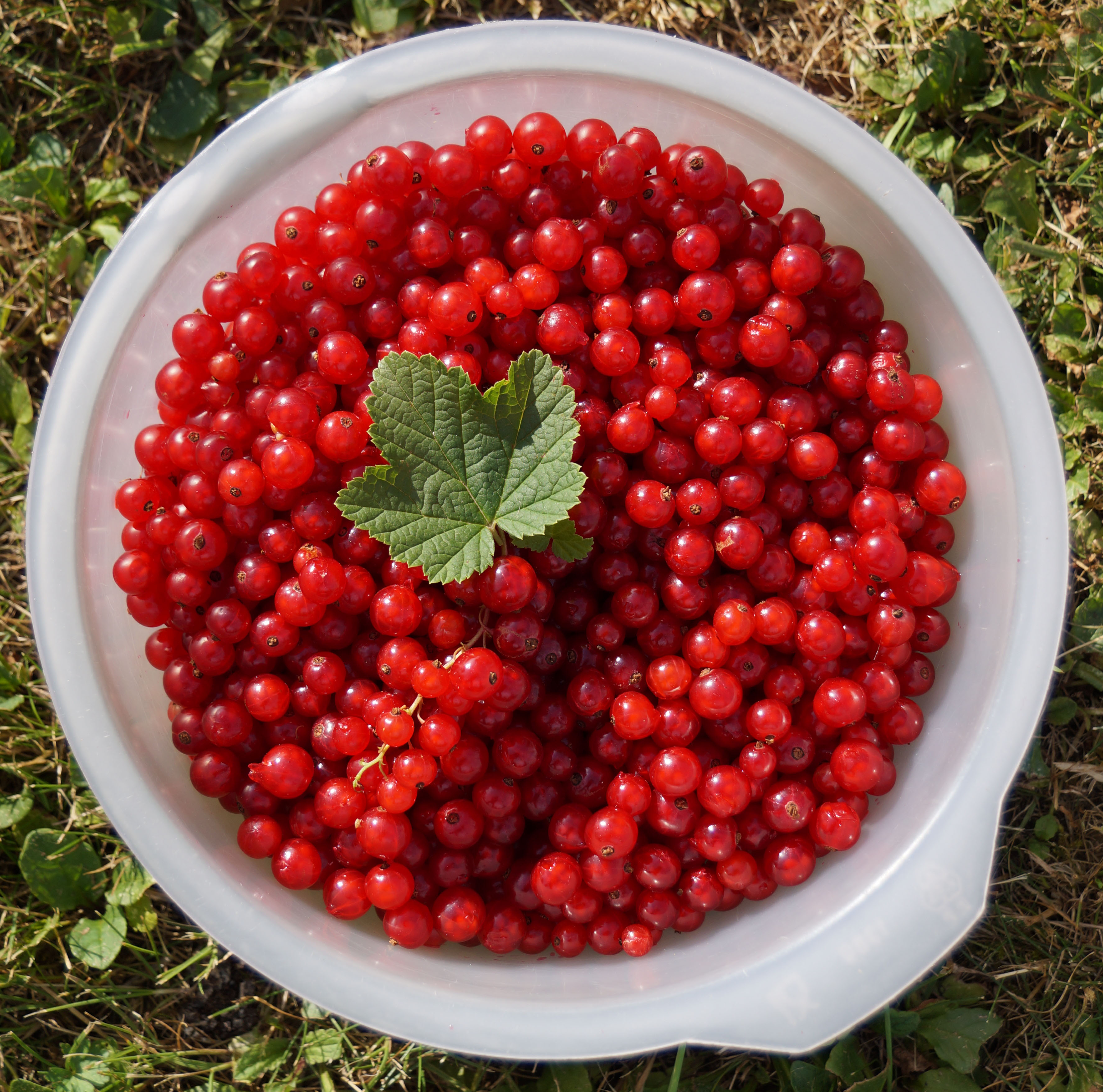 Confiture de groseilles - Les confitures d'Isa